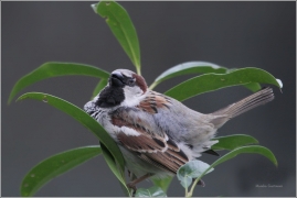 <p>VRABEC DOMÁCÍ (Passer domesticus) /House sparrow - Haussperling/</p>